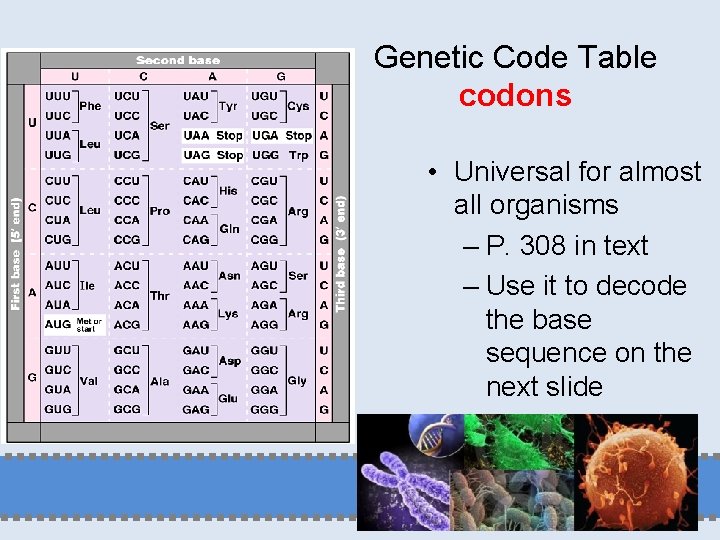 Genetic Code Table codons • Universal for almost all organisms – P. 308 in