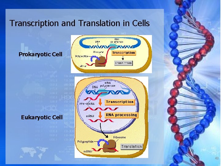Transcription and Translation in Cells Prokaryotic Cell Eukaryotic Cell 48 