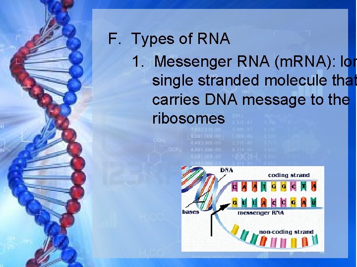 F. Types of RNA 1. Messenger RNA (m. RNA): lon single stranded molecule that
