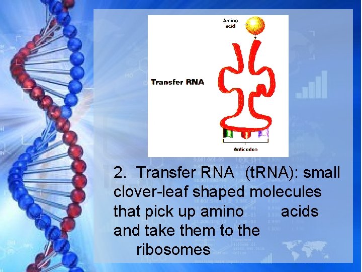 2. Transfer RNA (t. RNA): small clover-leaf shaped molecules that pick up amino acids