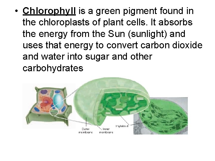  • Chlorophyll is a green pigment found in the chloroplasts of plant cells.