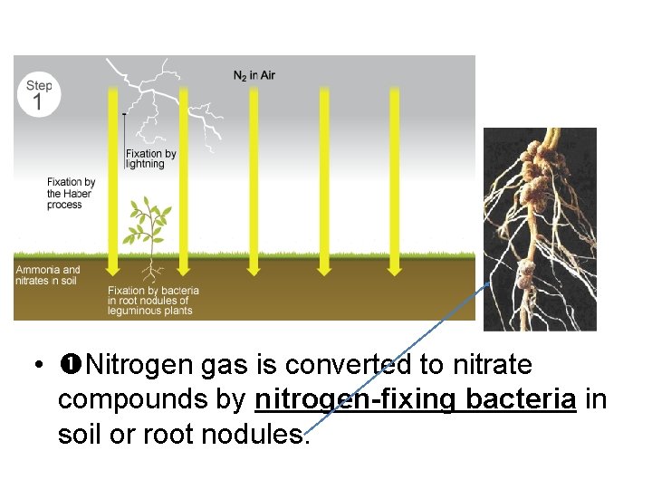  • Nitrogen gas is converted to nitrate compounds by nitrogen-fixing bacteria in soil