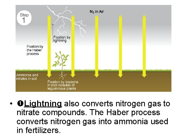  • Lightning also converts nitrogen gas to nitrate compounds. The Haber process converts