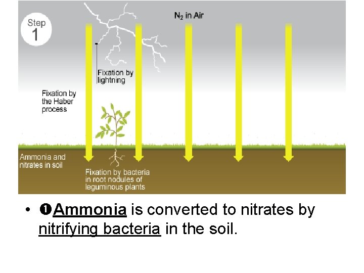  • Ammonia is converted to nitrates by nitrifying bacteria in the soil. 