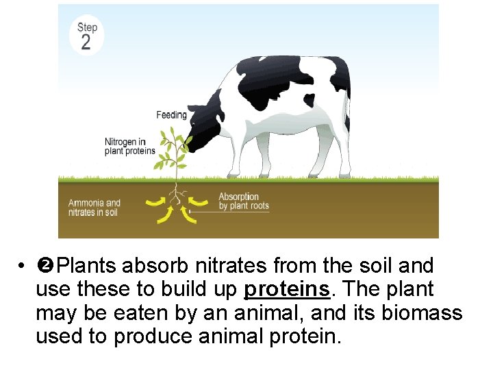  • Plants absorb nitrates from the soil and use these to build up