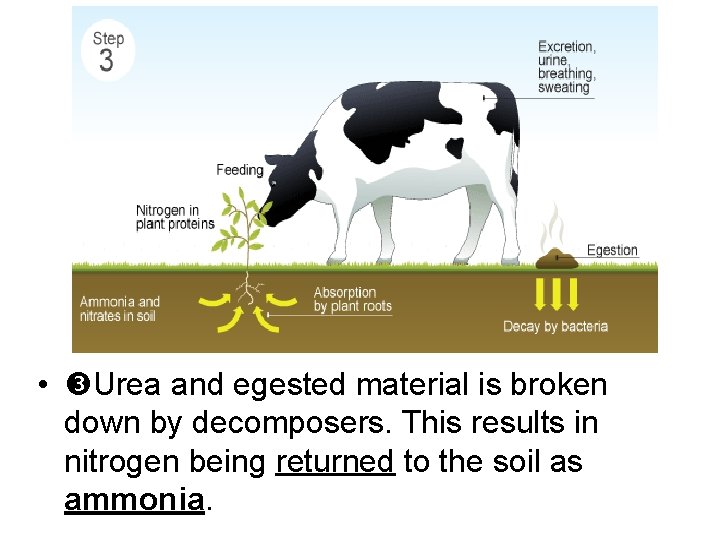  • Urea and egested material is broken down by decomposers. This results in