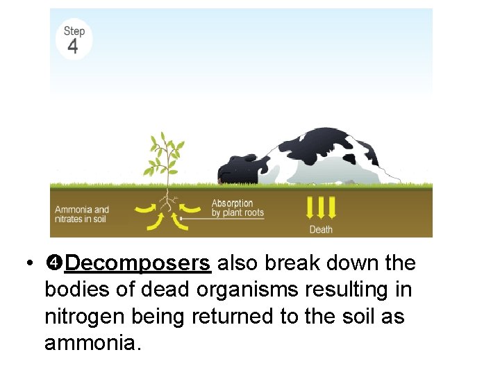  • Decomposers also break down the bodies of dead organisms resulting in nitrogen