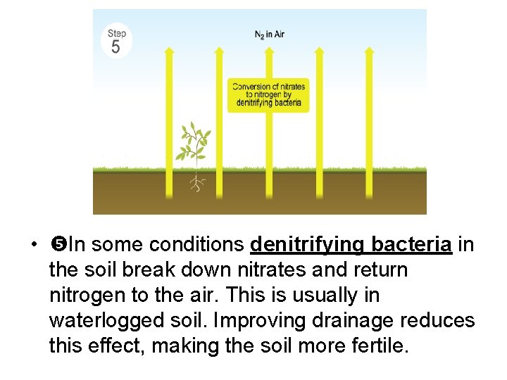  • In some conditions denitrifying bacteria in the soil break down nitrates and