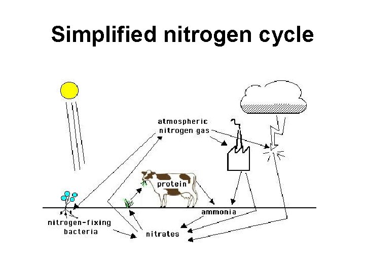 Simplified nitrogen cycle 