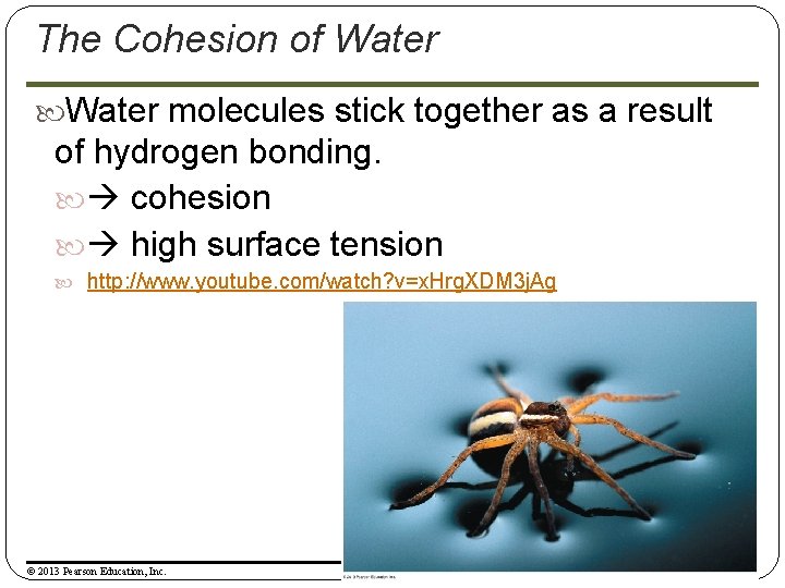 The Cohesion of Water molecules stick together as a result of hydrogen bonding. cohesion