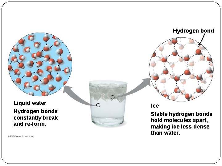 Hydrogen bond Liquid water Hydrogen bonds constantly break and re-form. Ice Stable hydrogen bonds