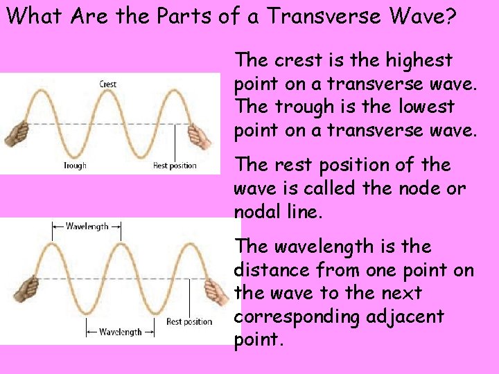 What Are the Parts of a Transverse Wave? The crest is the highest point