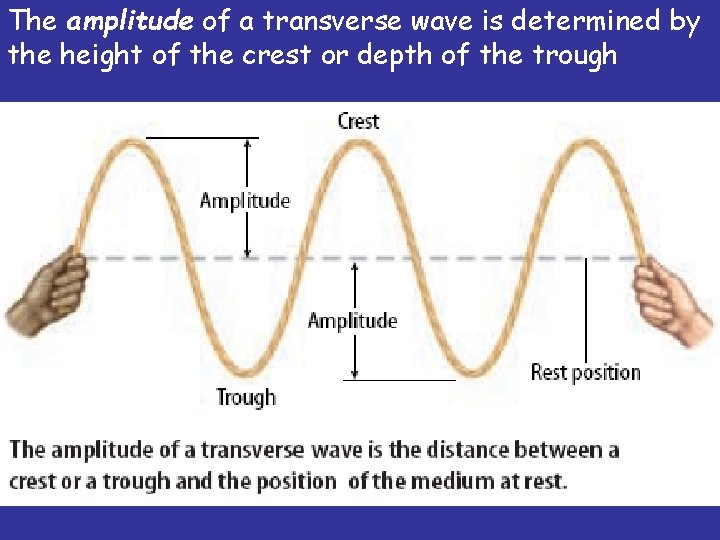The amplitude of a transverse wave is determined by the height of the crest