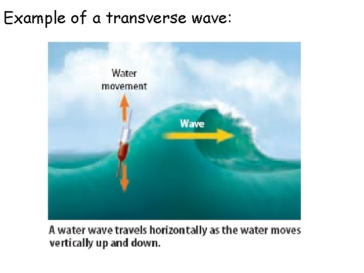 Example of a transverse wave: 