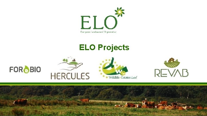 ELO Projects ELO Projects