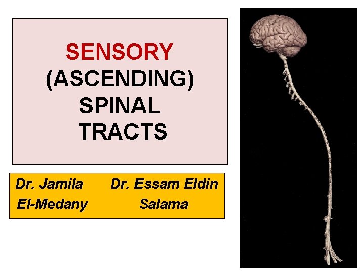 SENSORY (ASCENDING) SPINAL TRACTS Dr. Jamila El-Medany Dr. Essam Eldin Salama 