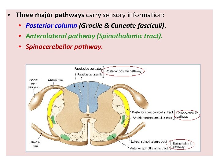  • Three major pathways carry sensory information: • Posterior column (Gracile & Cuneate