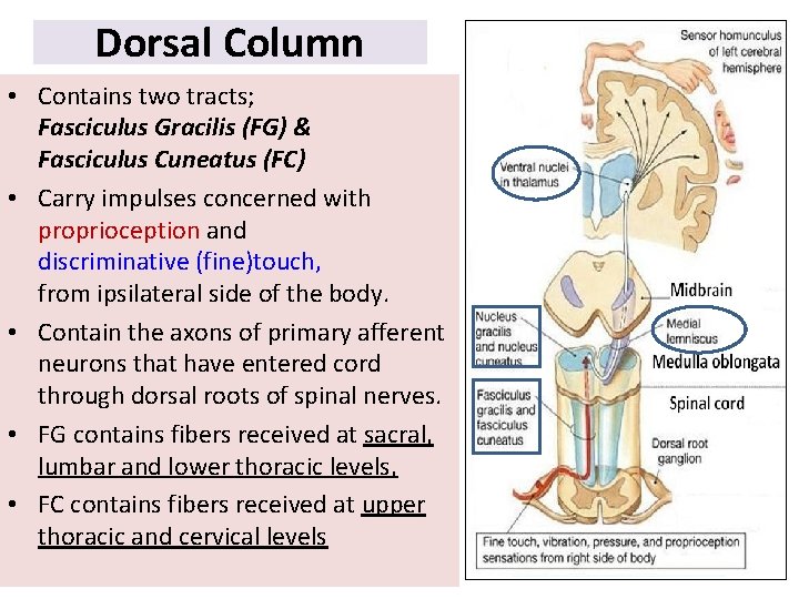 Dorsal Column • Contains two tracts; Fasciculus Gracilis (FG) & Fasciculus Cuneatus (FC) •