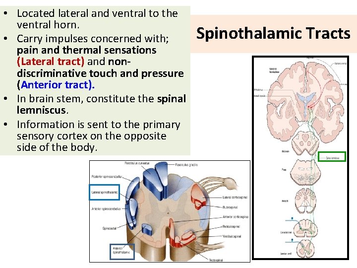  • Located lateral and ventral to the ventral horn. • Carry impulses concerned