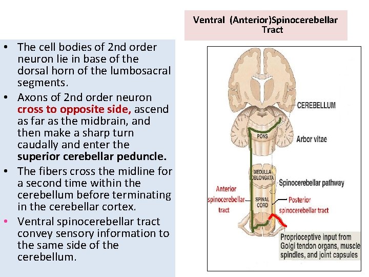 Ventral (Anterior)Spinocerebellar Tract • The cell bodies of 2 nd order neuron lie in