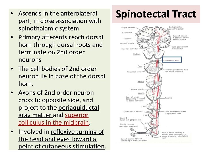  • Ascends in the anterolateral part, in close association with spinothalamic system. •