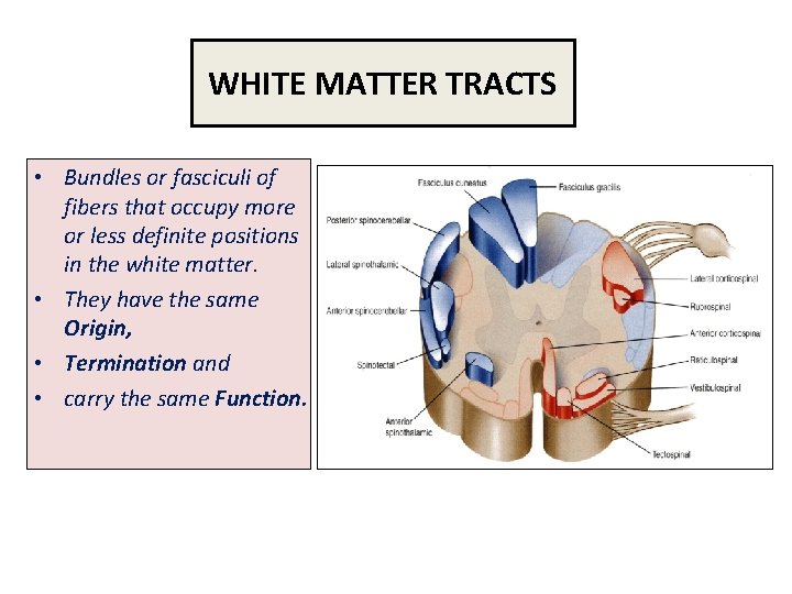 WHITE MATTER TRACTS • Bundles or fasciculi of fibers that occupy more or less