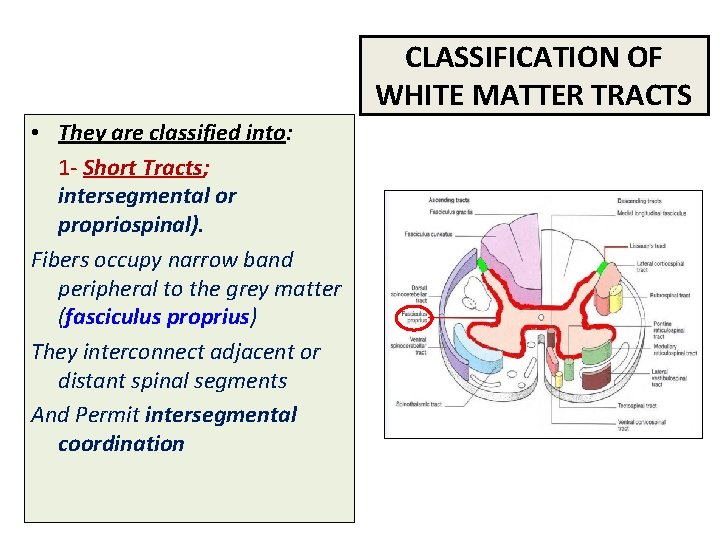 CLASSIFICATION OF WHITE MATTER TRACTS • They are classified into: 1 - Short Tracts;