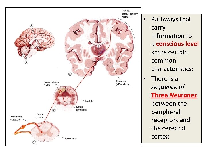 • Pathways that carry information to a conscious level share certain common characteristics: