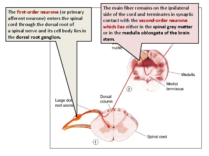 The first-order neurone (or primary afferent neurone) enters the spinal cord through the dorsal