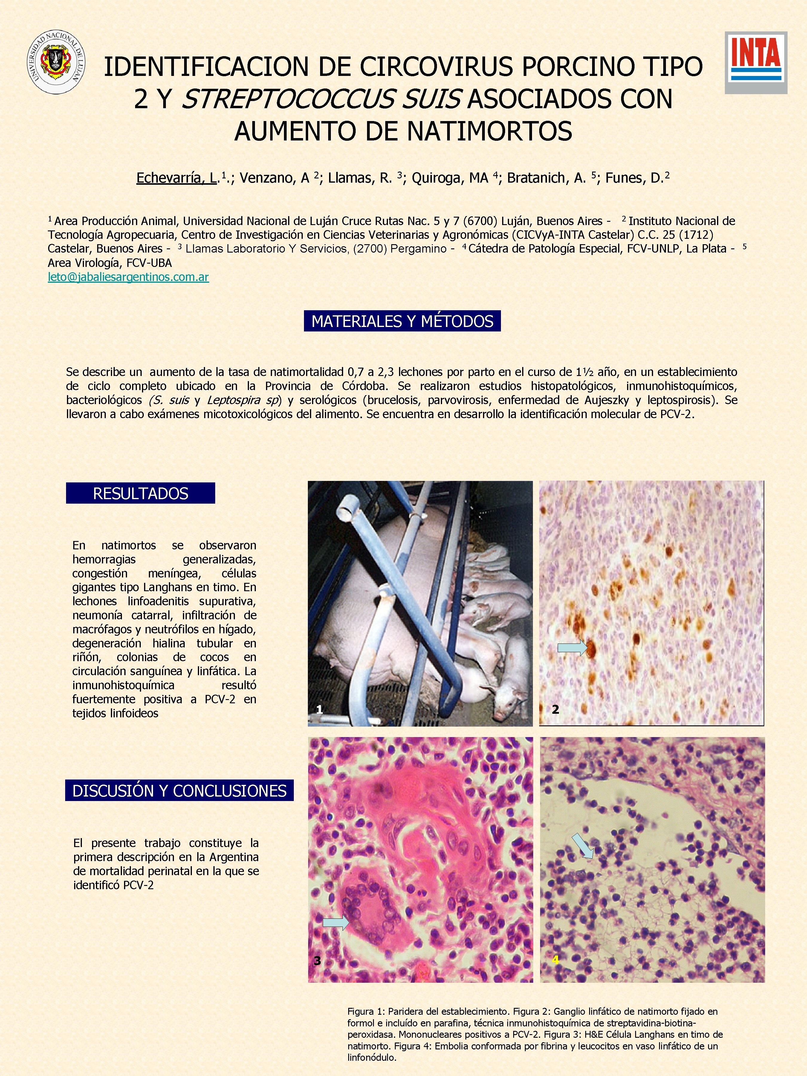 IDENTIFICACION DE CIRCOVIRUS PORCINO TIPO 2 Y STREPTOCOCCUS SUIS ASOCIADOS CON AUMENTO DE NATIMORTOS IDENTIFICACION DE CIRCOVIRUS PORCINO TIPO 2 Y STREPTOCOCCUS SUIS ASOCIADOS CON AUMENTO DE NATIMORTOS