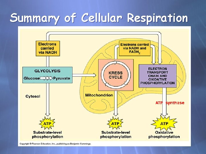 Summary of Cellular Respiration 