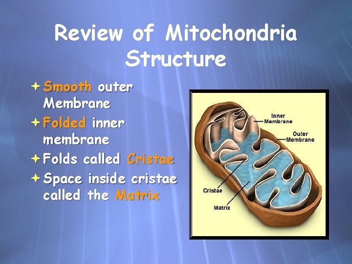 Review of Mitochondria Structure Smooth outer Membrane Folded inner membrane Folds called Cristae Space