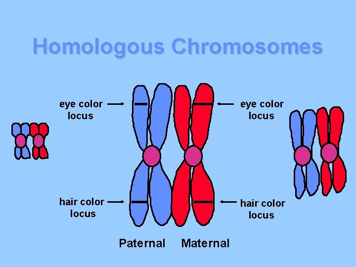 Homologous Chromosomes eye color locus hair color locus Paternal Maternal 