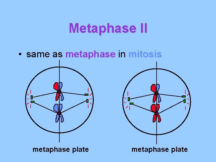 Metaphase II • same as metaphase in mitosis metaphase plate 