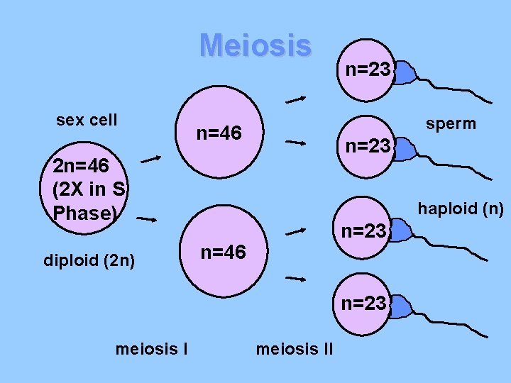 Meiosis sex cell sperm n=46 n=23 2 n=46 (2 X in S Phase) diploid