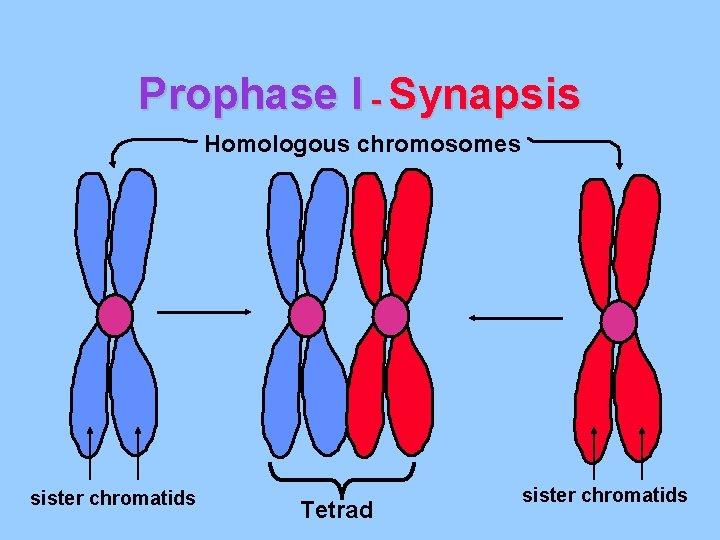 Prophase I - Synapsis Homologous chromosomes sister chromatids Tetrad sister chromatids 