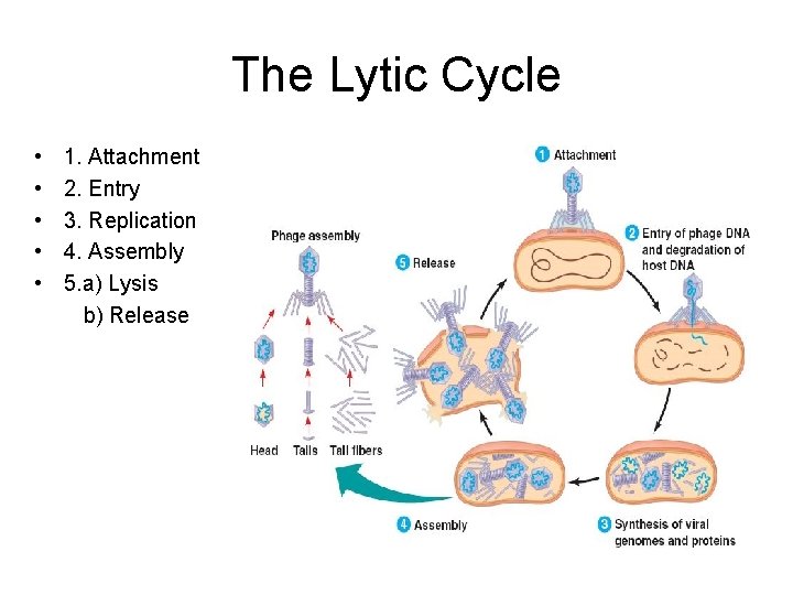 The Lytic Cycle • • • 1. Attachment 2. Entry 3. Replication 4. Assembly