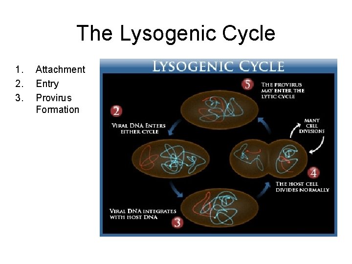 The Lysogenic Cycle 1. 2. 3. Attachment Entry Provirus Formation 