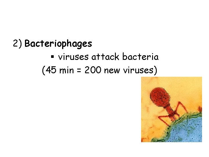2) Bacteriophages § viruses attack bacteria (45 min = 200 new viruses) 