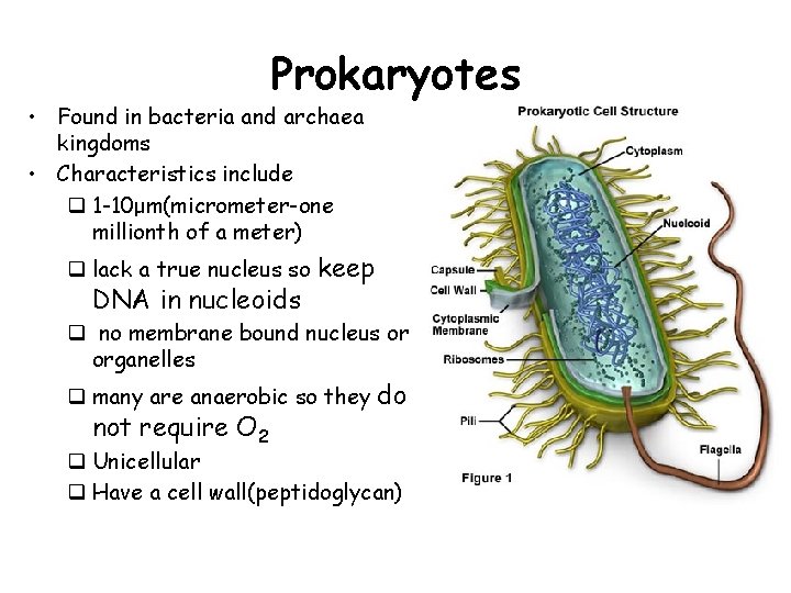 Prokaryotes • Found in bacteria and archaea kingdoms • Characteristics include q 1 -10μm(micrometer-one