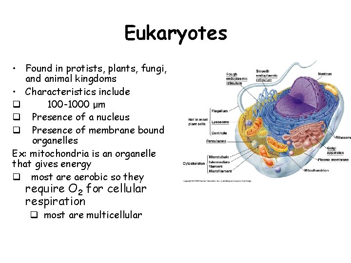 Eukaryotes • Found in protists, plants, fungi, and animal kingdoms • Characteristics include q