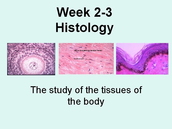 Week 2 -3 Histology The study of the tissues of the body 