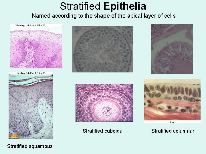 Stratified Epithelia Named according to the shape of the apical layer of cells Stratified