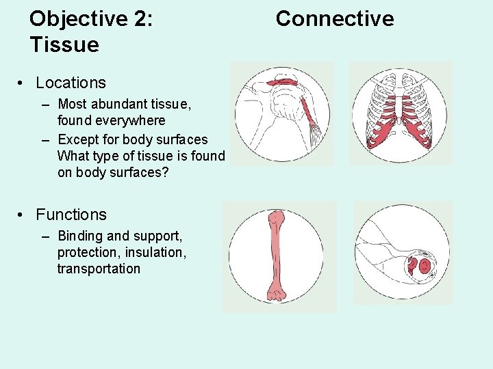 Objective 2: Tissue • Locations – Most abundant tissue, found everywhere – Except for