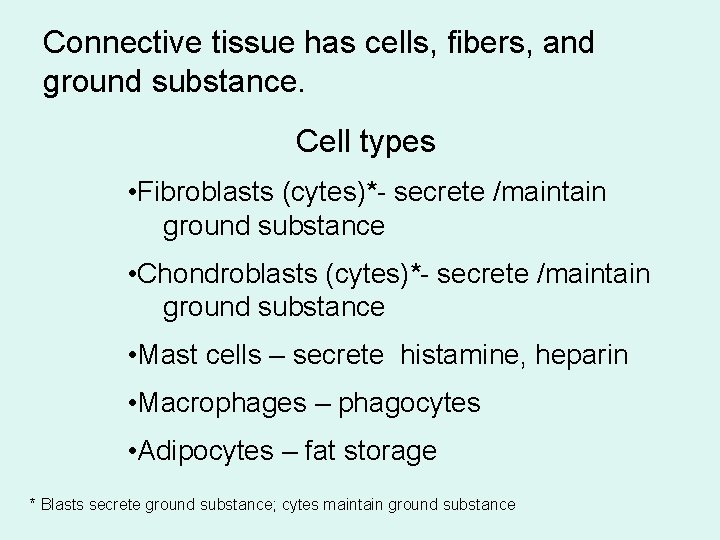 Connective tissue has cells, fibers, and ground substance. Cell types • Fibroblasts (cytes)*- secrete