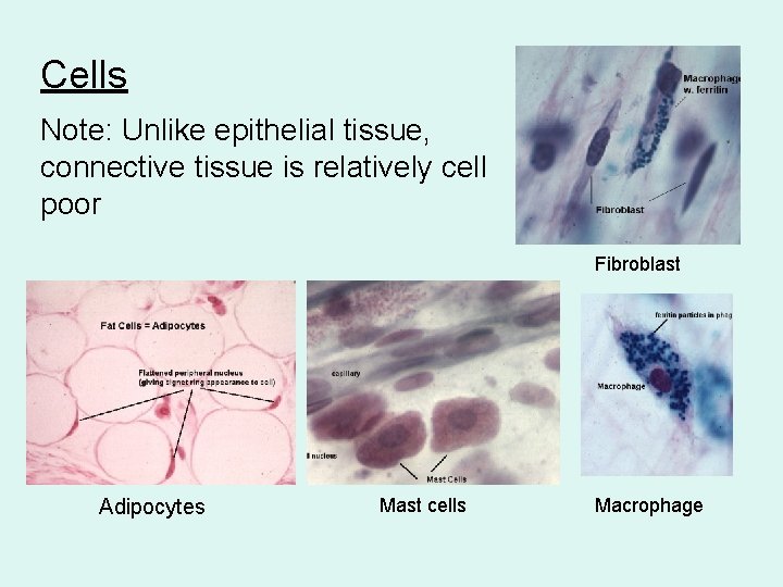 Cells Note: Unlike epithelial tissue, connective tissue is relatively cell poor Fibroblast Adipocytes Mast