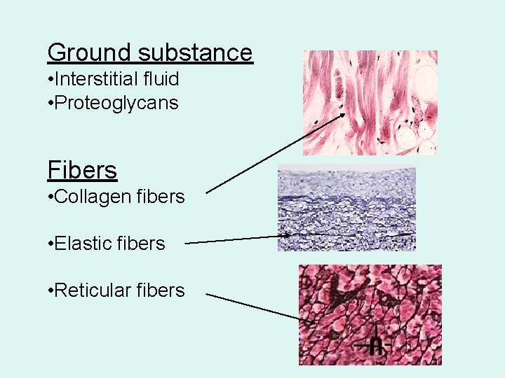 Ground substance • Interstitial fluid • Proteoglycans Fibers • Collagen fibers • Elastic fibers