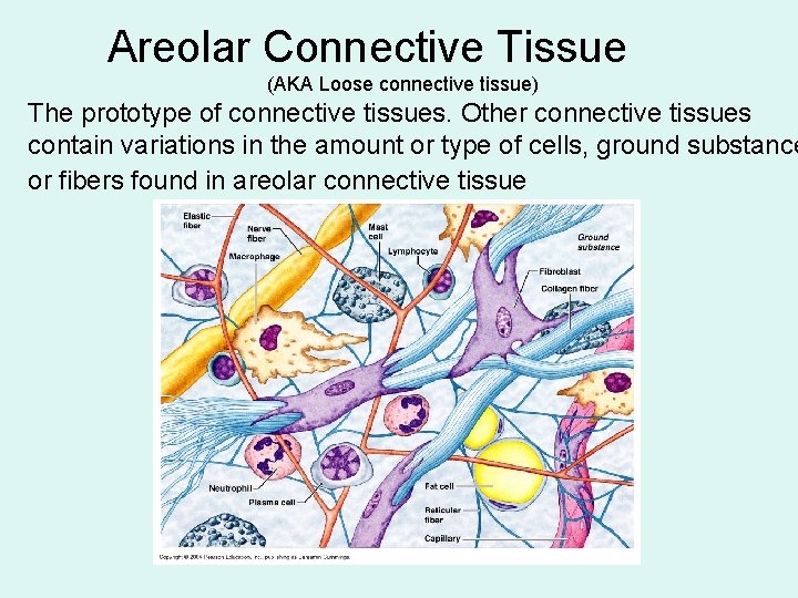 Areolar Connective Tissue (AKA Loose connective tissue) The prototype of connective tissues. Other connective