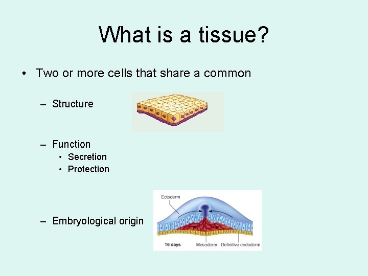What is a tissue? • Two or more cells that share a common –