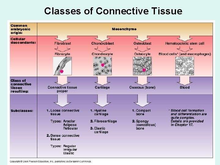Classes of Connective Tissue 